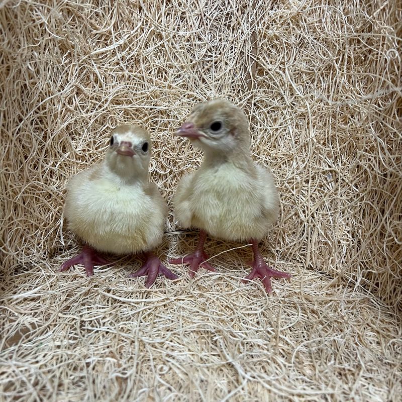 Broad Breasted White Turkey Poults