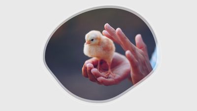 Rare Type Chicks