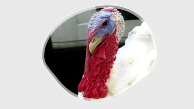 Turkey Poults