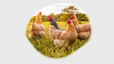 Layer Type Chicks