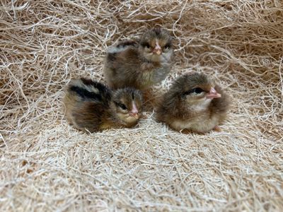 Brown Leghorn Chicks