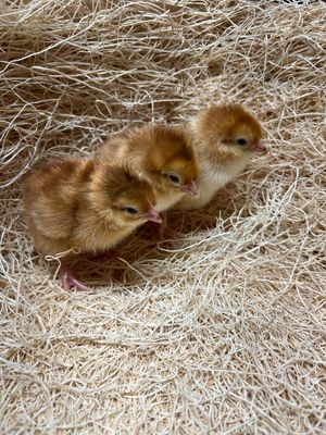 Production Red Chicks