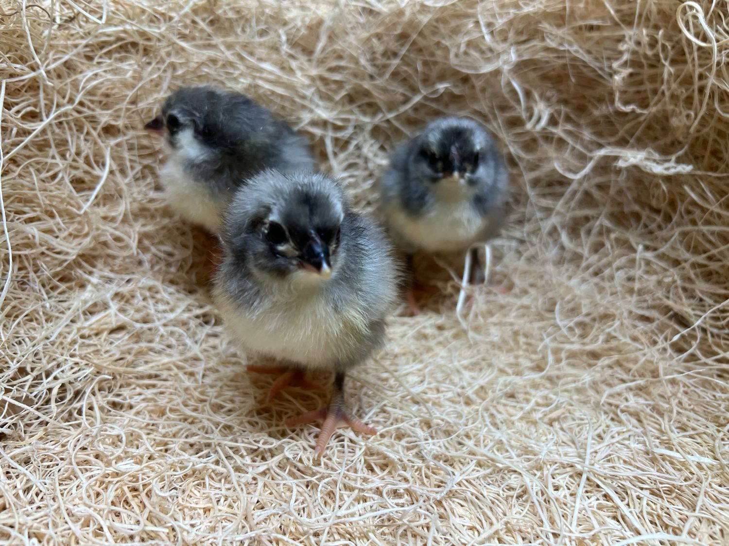 Blue Australorp Chicks