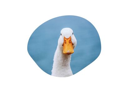 Waterfowl