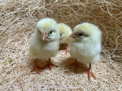 Cornish Cross Broiler Chicks