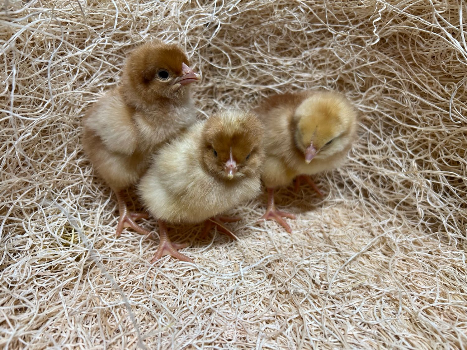 Brown Sexlink Chicks