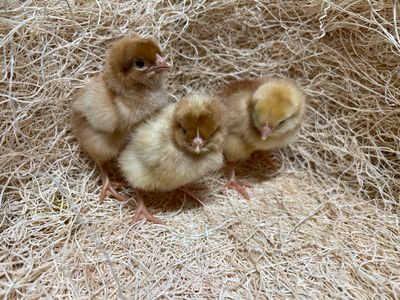 Brown Sexlink Chicks