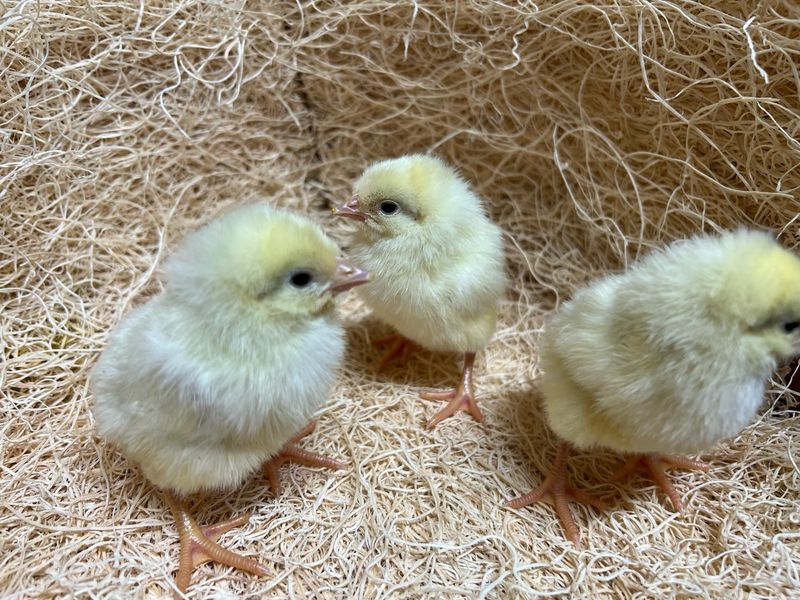 White Leghorn Chicks