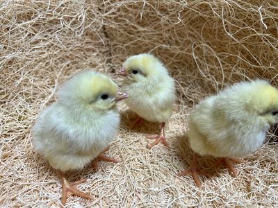 White Leghorn Chicks