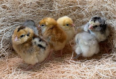 Bargain Rooster Chicks