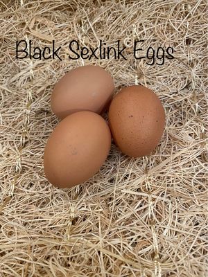 Black Sexlink Chicks