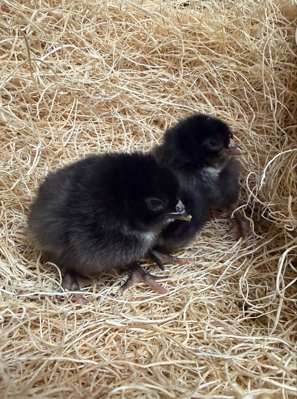 Black Sexlink Chicks
