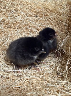Black Sexlink Chicks