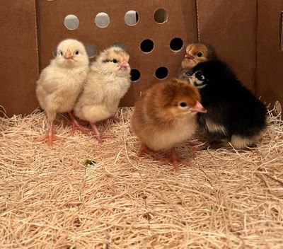 Hatchery Choice Layer Chicks