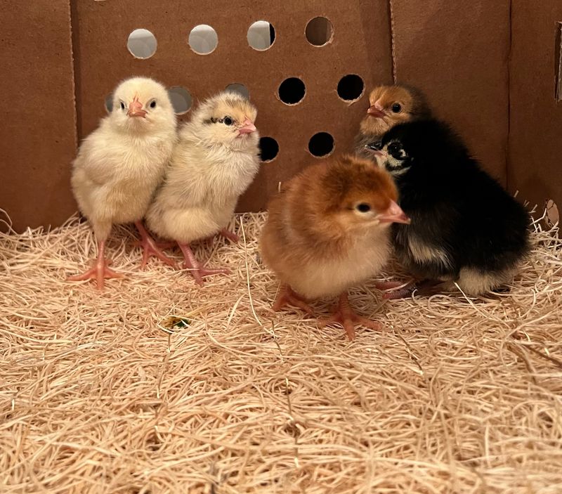Hatchery Choice Layer Chicks