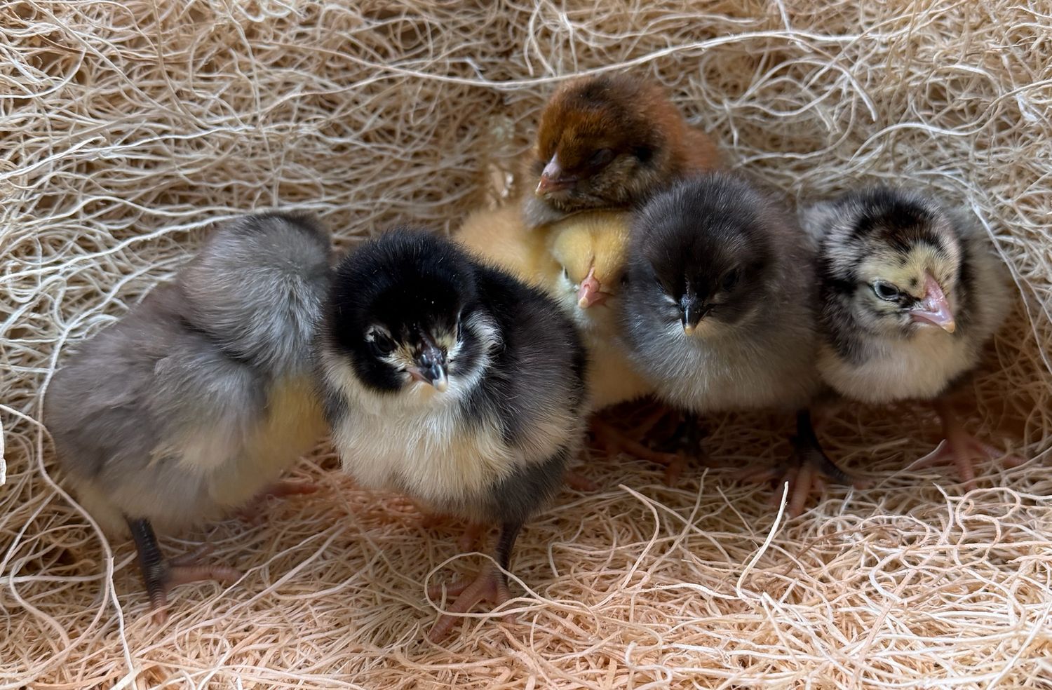 Hatchery Choice Layer Chicks