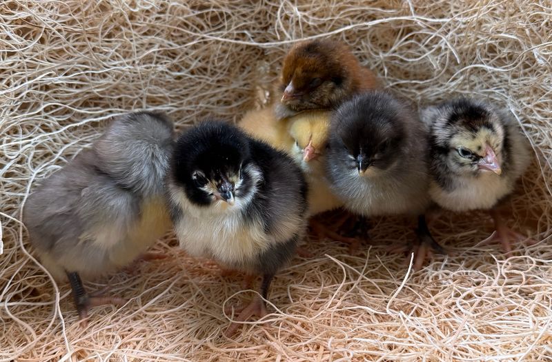 Hatchery Choice Layer Chicks