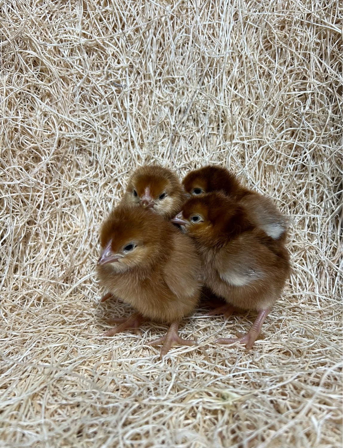 Rhode Island Red Chicks