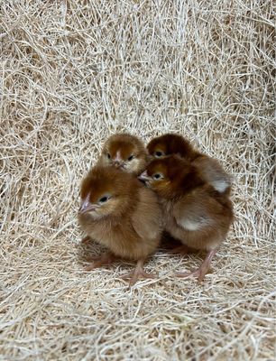 Rhode Island Red Chicks