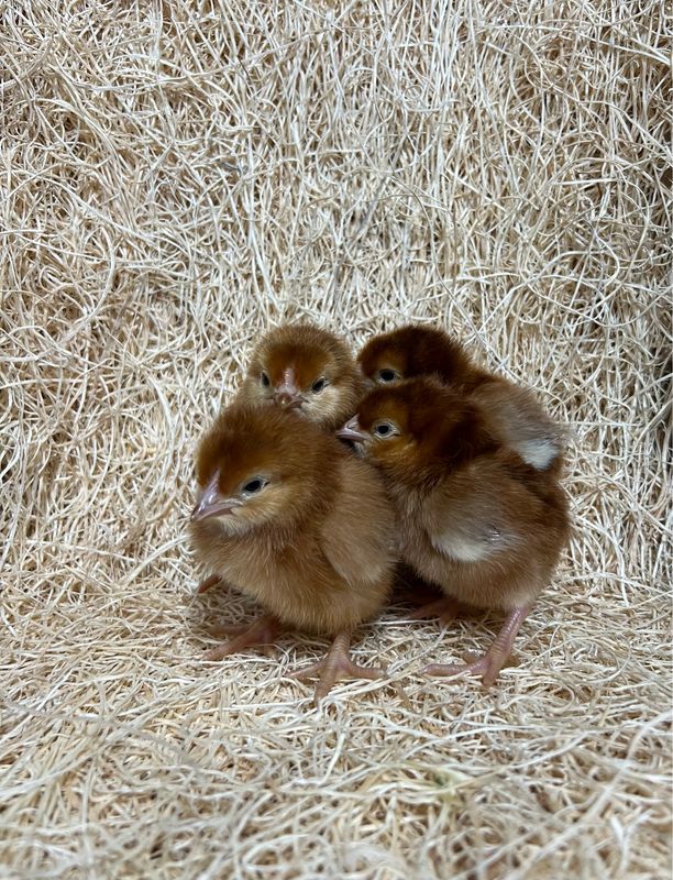 Rhode Island Red Chicks