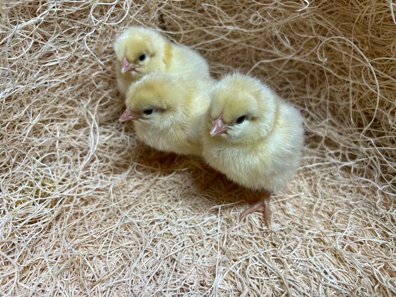 Amber Sexlink Chicks