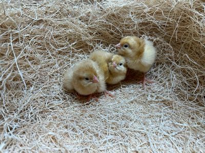 Buff Orpington Chicks