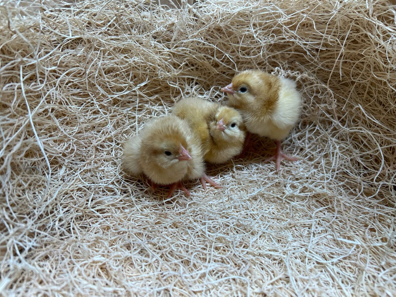 Buff Orpington Chicks Buff Orpington Chicks