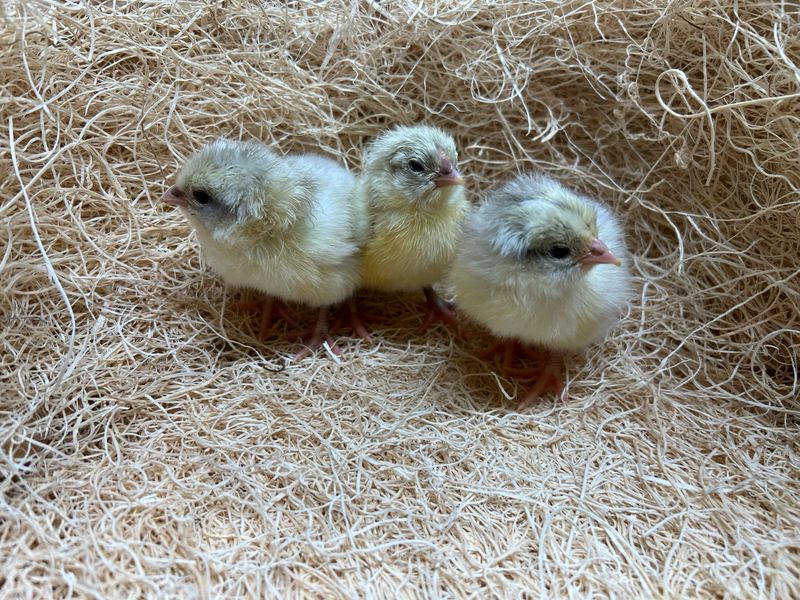 Splash Australorp Chicks