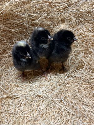 Barred Rock Chicks