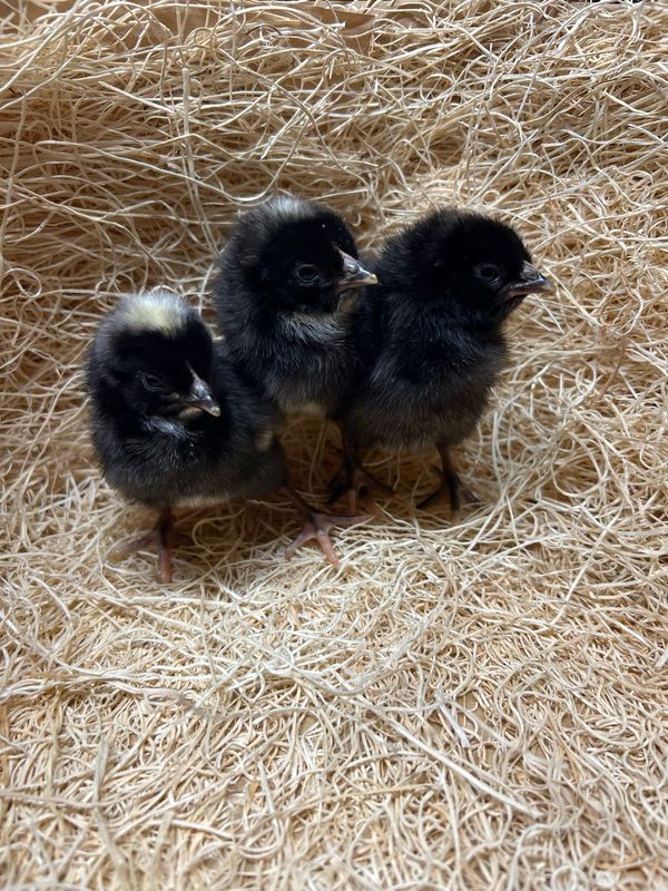 Barred Rock Chicks
