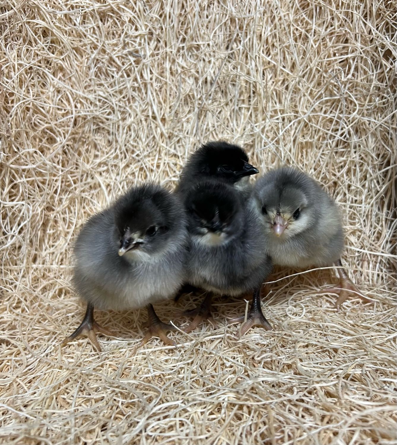 Blue Sexlink Chicks