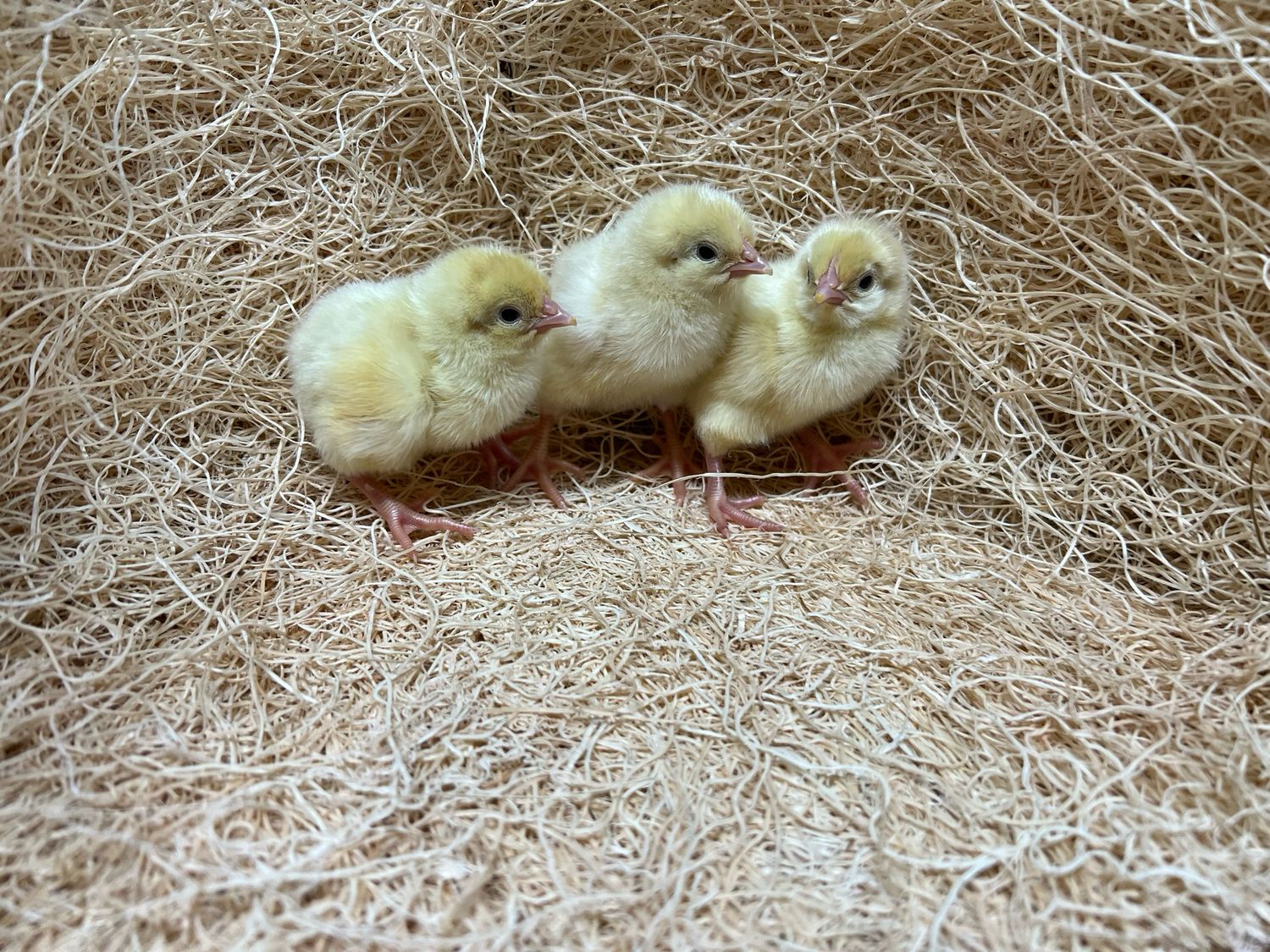 Light Sussex Chicks