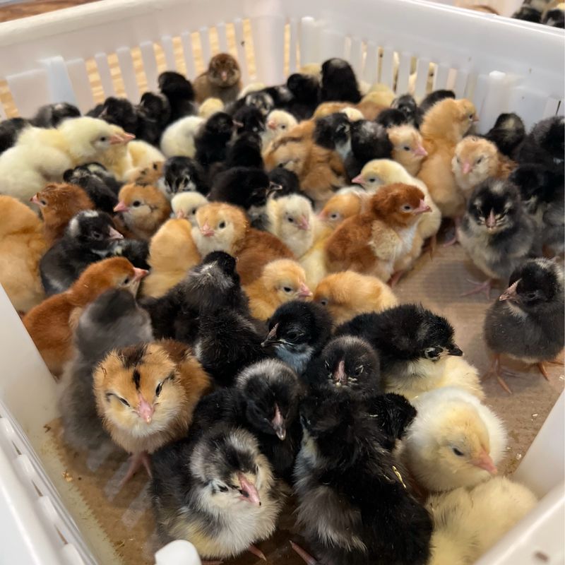 Surplus Special Chicks