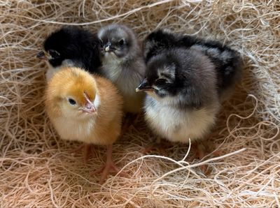 Surplus Special Chicks Surplus Special Chicks
