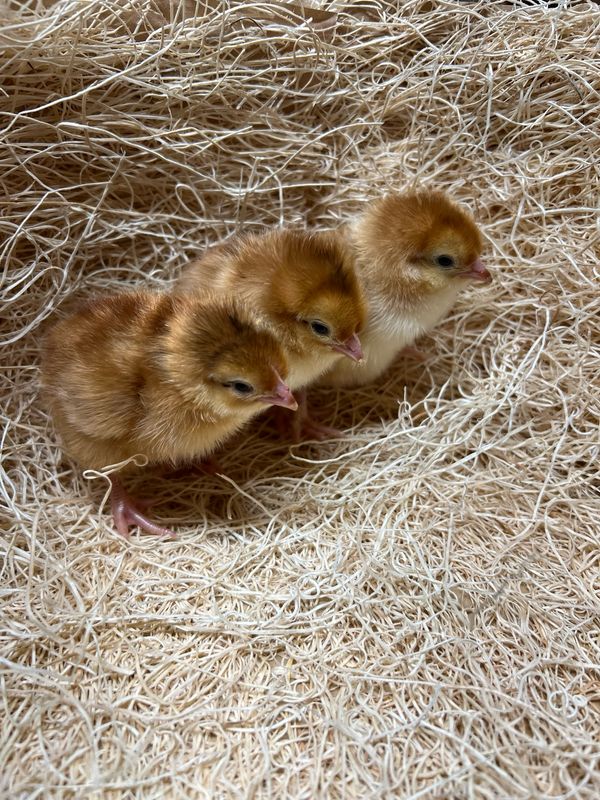Production Red Chicks