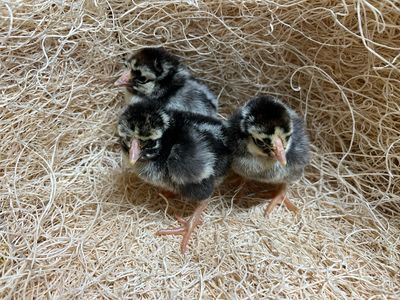 Silver Laced Wyandotte Chicks