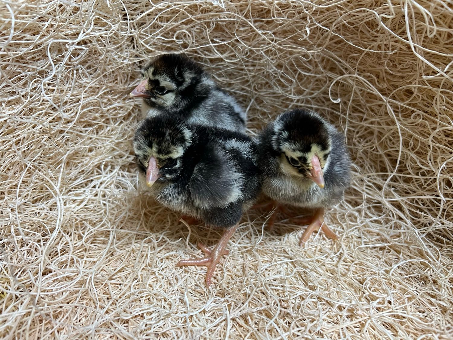 Silver Laced Wyandotte Chicks