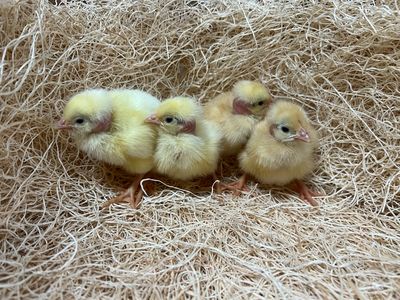 Pioneer Broiler Chicks