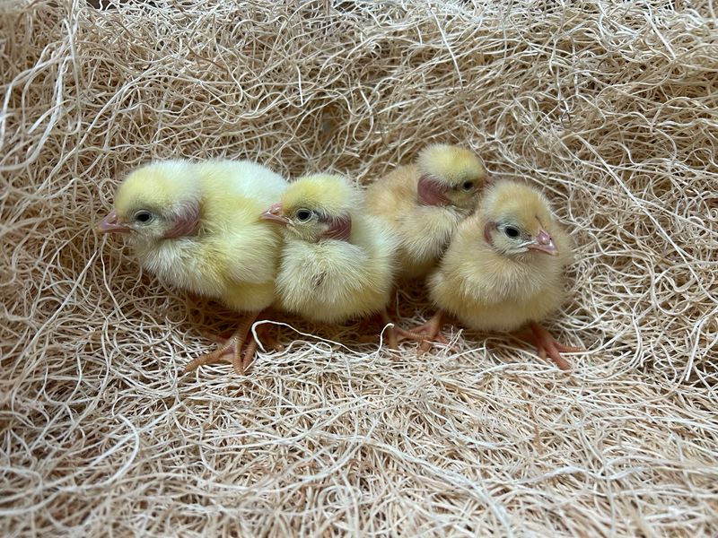 Pioneer Broiler Chicks