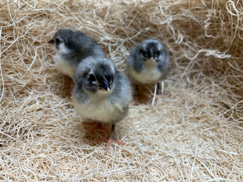 Blue Australorp Chicks
