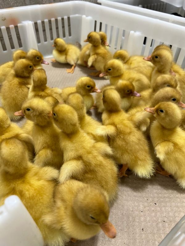 White Pekin Ducklings