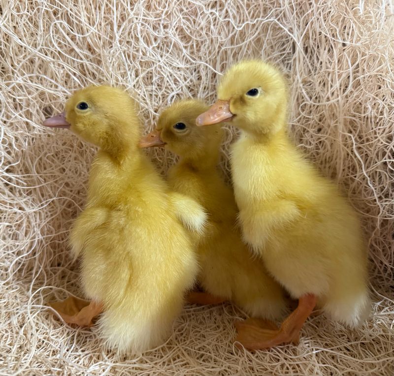 White Pekin Ducklings