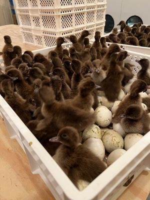 Khaki Campbell Ducklings