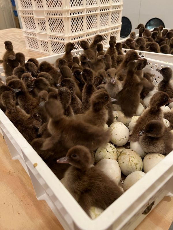 Khaki Campbell Ducklings