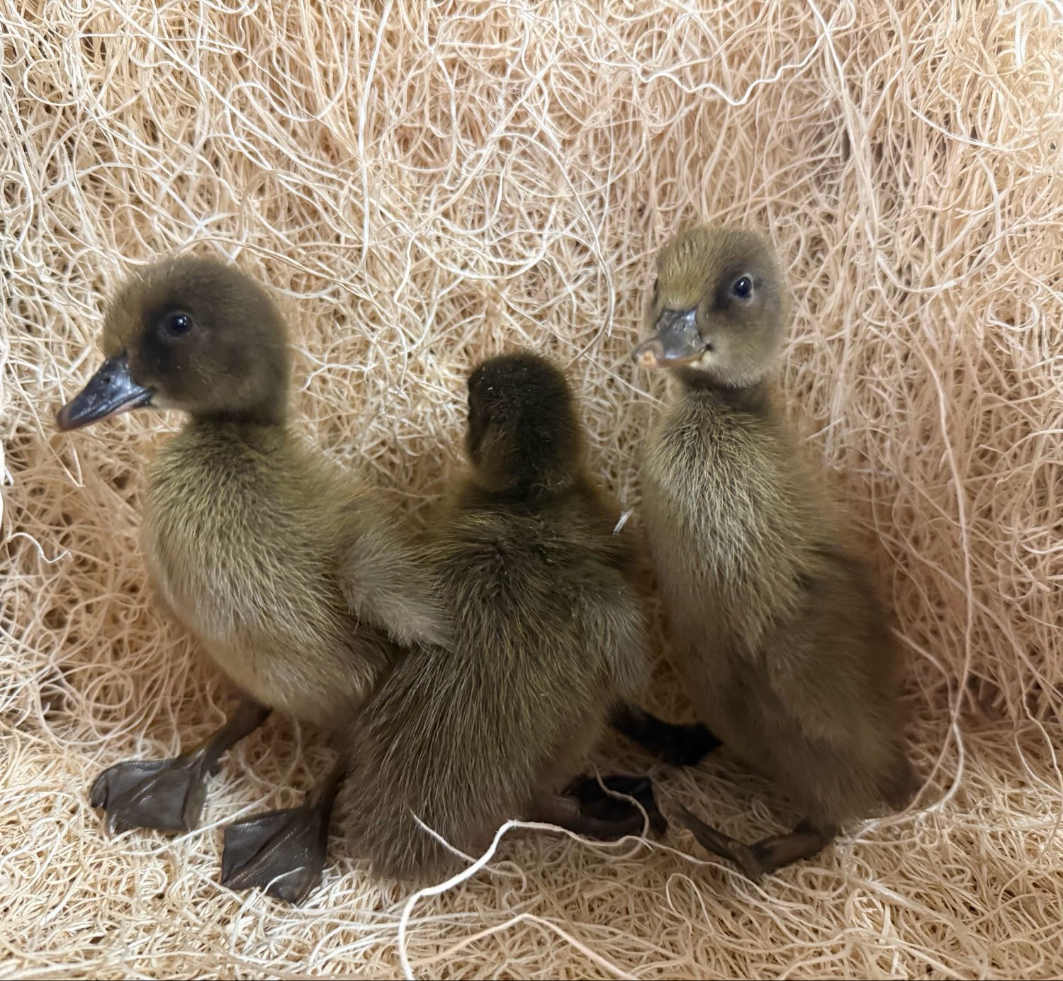Khaki Campbell Ducklings