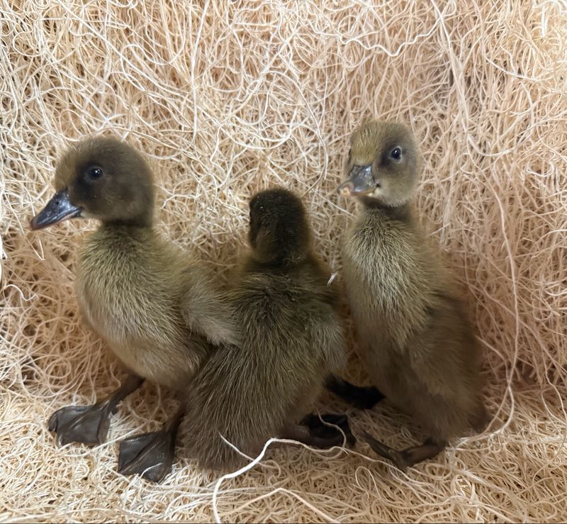 Khaki Campbell Ducklings