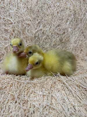 Embden Goslings