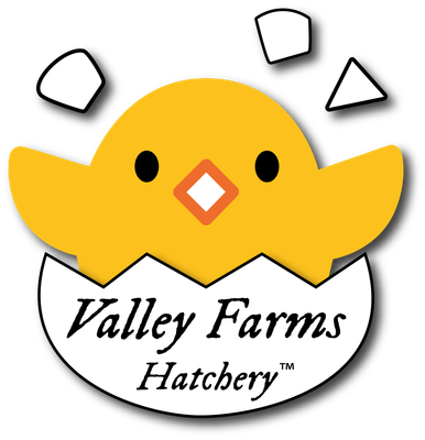 Hatchery Choice Ducklings
