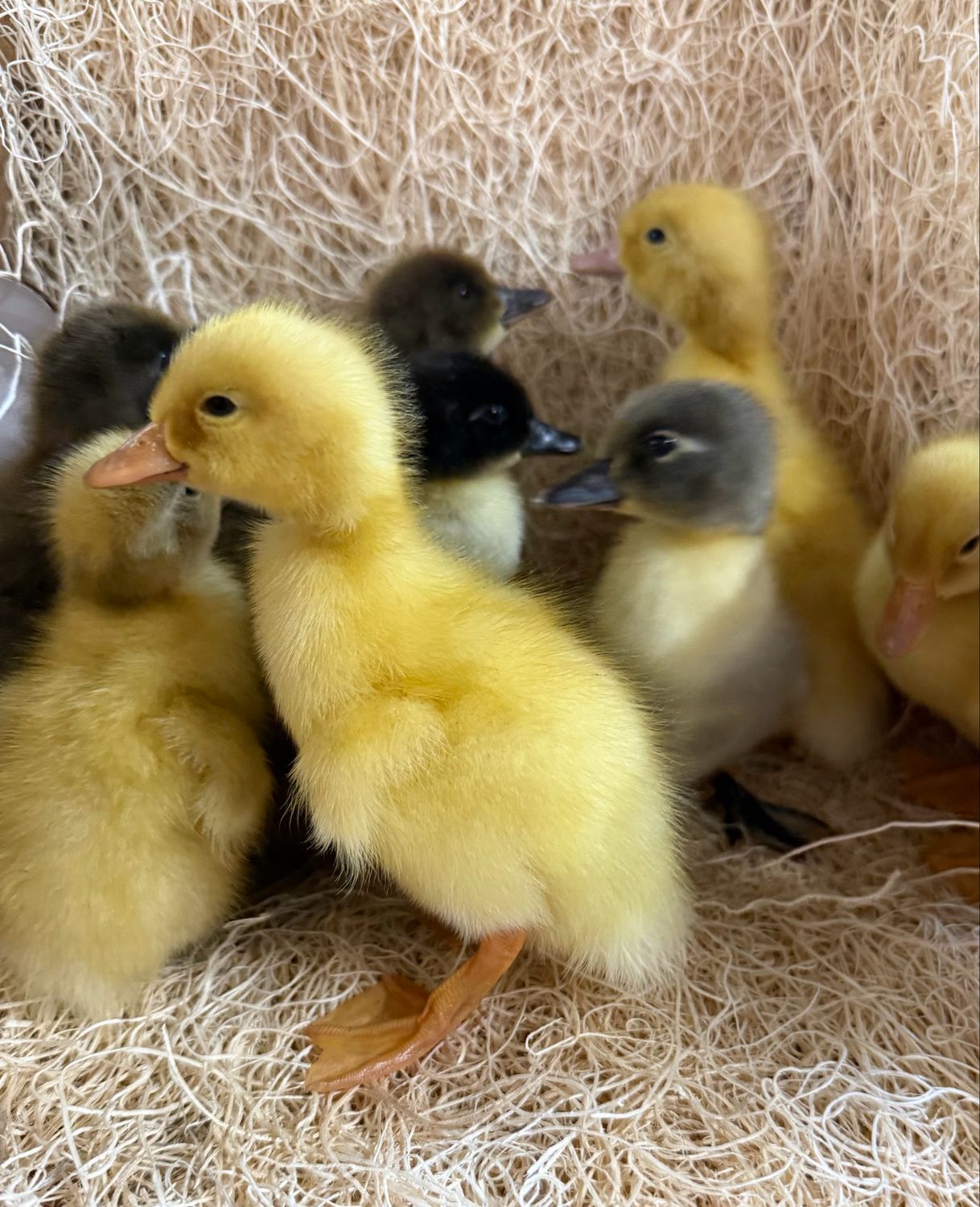 Hatchery Choice Ducklings Hatchery Choice Ducklings