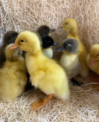 Hatchery Choice Ducklings Hatchery Choice Ducklings